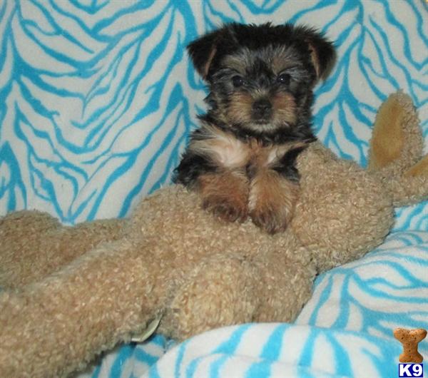 yorkie puppies for sale in massachusetts document moved yorkie puppies for sale in massachusetts document moved