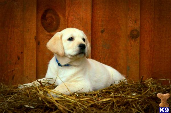 Puppies in Fulton