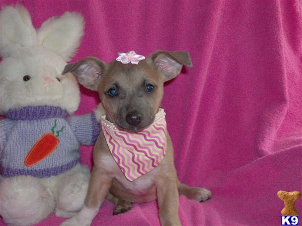Puppies in Oklahoma city