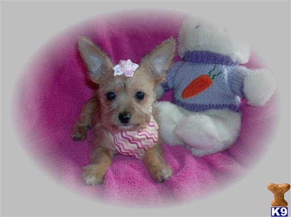 Puppies in Oklahoma city