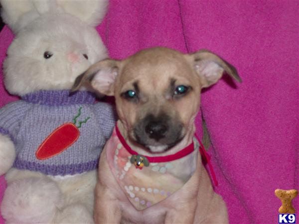 Puppies in Oklahoma city