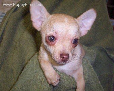 Dogs - Chihuahua