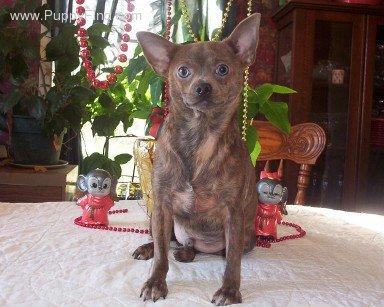 Dogs - Chihuahua