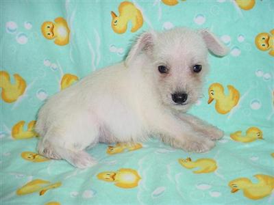 Miniature Schnauzer Puppies in TX
