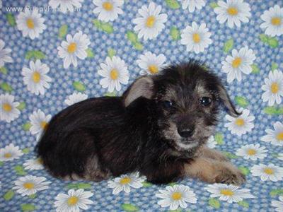 Miniature Schnauzer Puppies in TX
