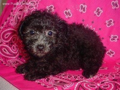 Poodle Puppies in TX