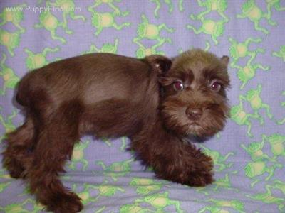 Miniature Schnauzer Puppies in TX