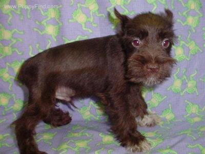 Miniature Schnauzer Puppies in TX