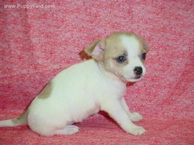 Chihuahua Puppies in TX