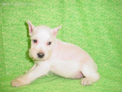 Miniature Schnauzer Puppies in TX