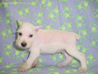 Miniature Schnauzer Puppies in TX