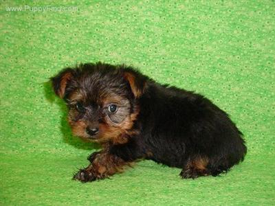 Yorkshire Terrier Puppies in TX
