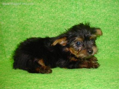 Yorkshire Terrier Puppies in TX