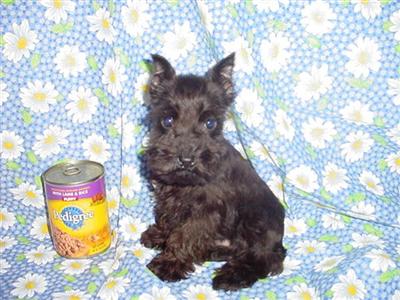 Miniature Schnauzer Puppies in TX