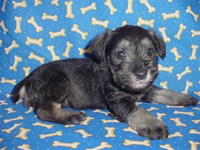Miniature Schnauzer Puppies in TX