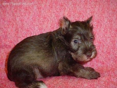 Miniature Schnauzer Puppies in TX