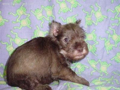 Miniature Schnauzer Puppies in TX