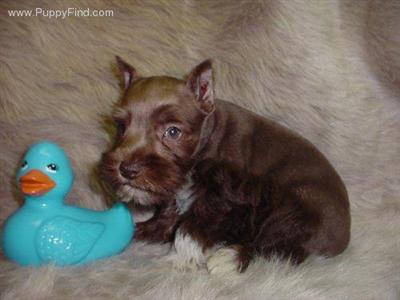 Miniature Schnauzer Puppies in TX