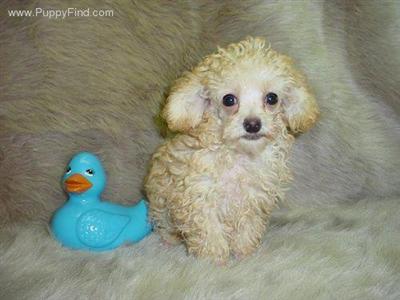 Poodle Puppies in TX