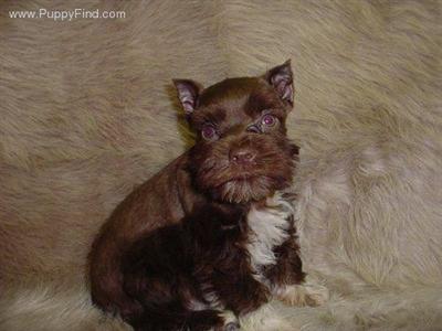 Miniature Schnauzer Puppies in TX