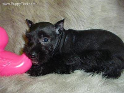 Miniature Schnauzer Puppies in TX