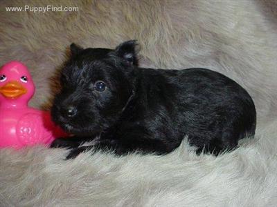 Miniature Schnauzer Puppies in TX