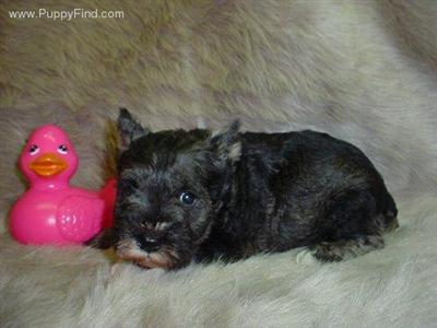 Miniature Schnauzer Puppies in TX
