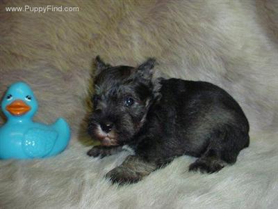 Miniature Schnauzer Puppies in TX