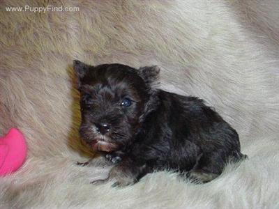 Miniature Schnauzer Puppies in TX