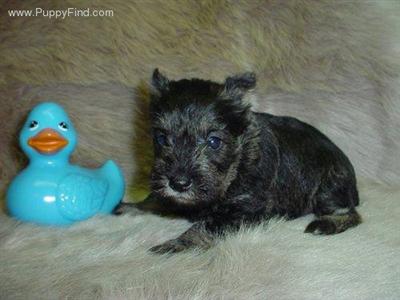 Miniature Schnauzer Puppies in TX