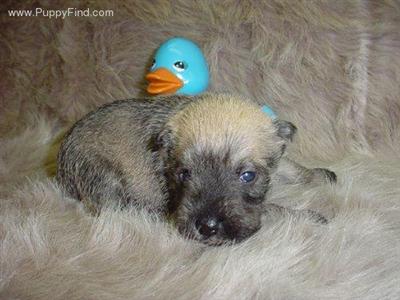 Miniature Schnauzer Puppies in TX