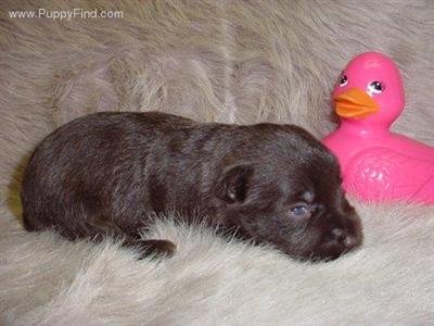 Miniature Schnauzer Puppies in TX