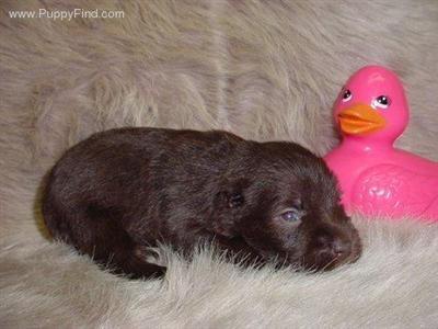 Miniature Schnauzer Puppies in TX