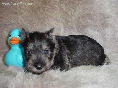 Miniature Schnauzer Puppies in TX