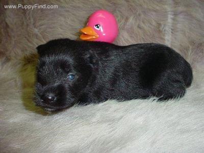 Miniature Schnauzer Puppies in TX