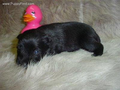 Miniature Schnauzer Puppies in TX