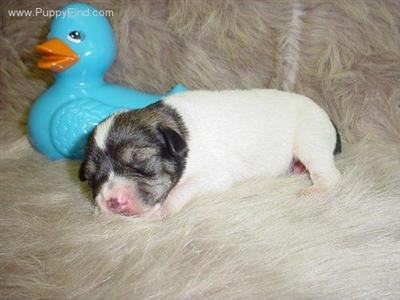 Miniature Schnauzer Puppies in TX