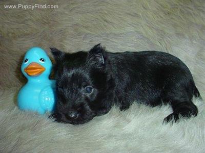 Miniature Schnauzer Puppies in TX