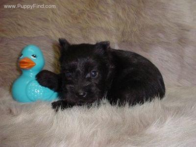 Miniature Schnauzer Puppies in TX