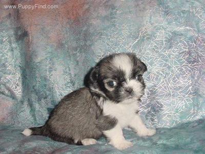 Shih Tzu Puppies in TX