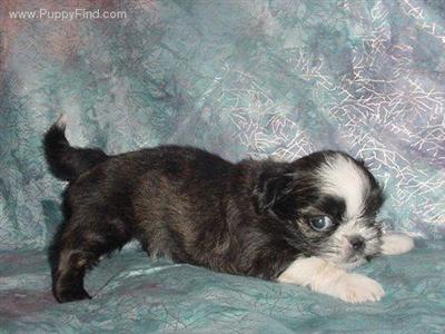 Shih Tzu Puppies in TX