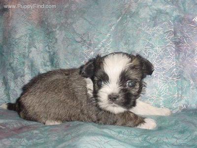 Shih Tzu Puppies in TX