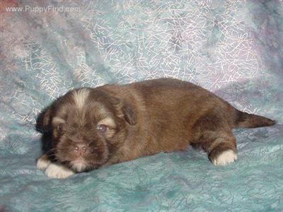 Shih Tzu Puppies in TX