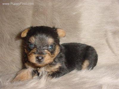 Shih Tzu Puppies in TX