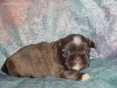 Shih Tzu Puppies in TX