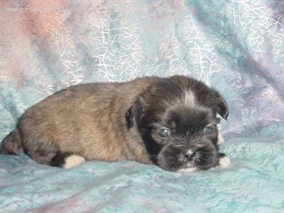 Shih Tzu Puppies in TX