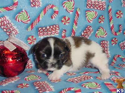 Shih Tzu Puppies in TX
