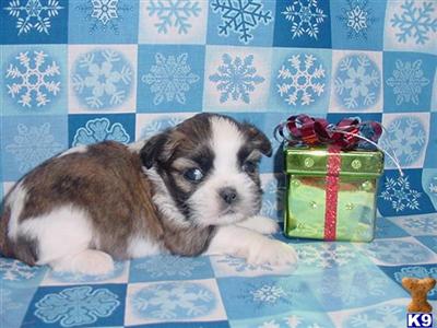 Shih Tzu Puppies in TX
