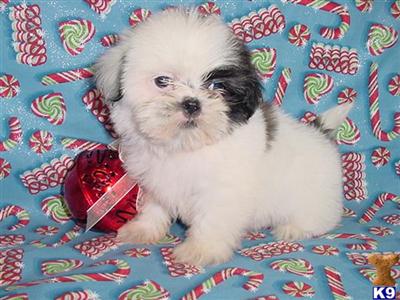 Shih Tzu Puppies in TX