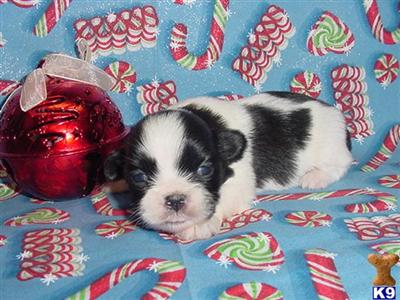 Shih Tzu Puppies in TX